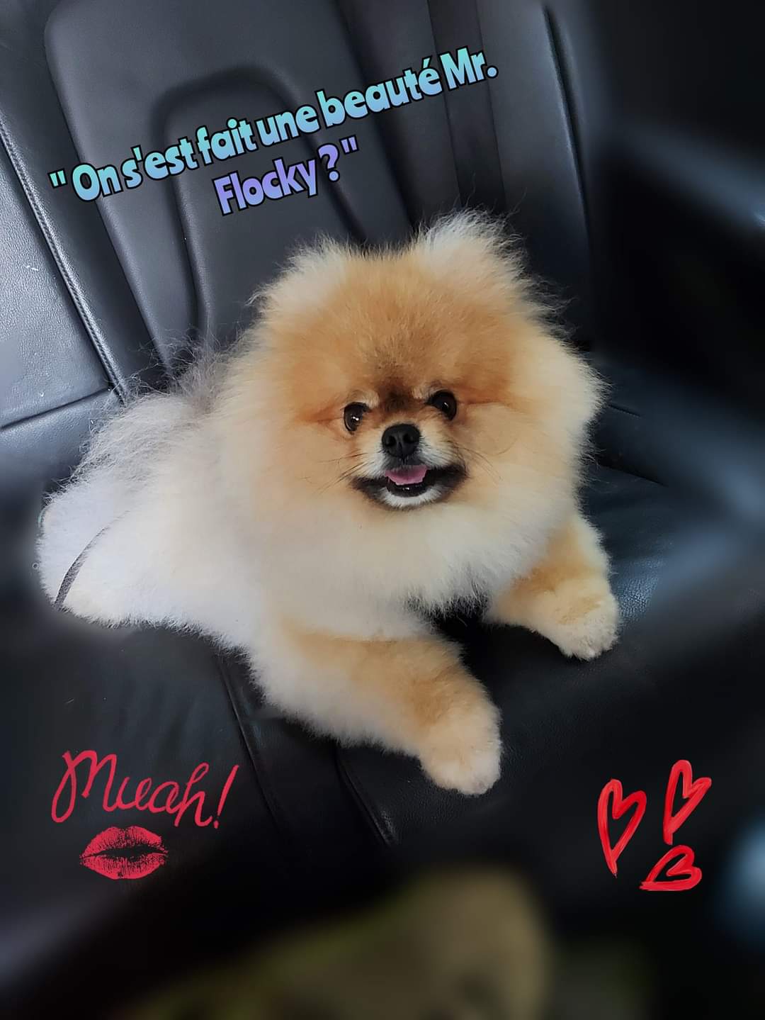 Loulou de Poméranie de retour du toilettage